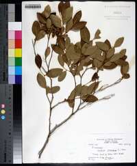 Lyonia mariana image