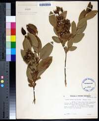 Lyonia mariana image