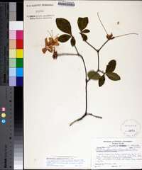 Rhododendron calendulaceum image