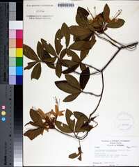 Rhododendron calendulaceum image