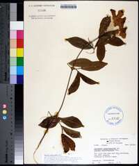 Bignonia callistegioides image