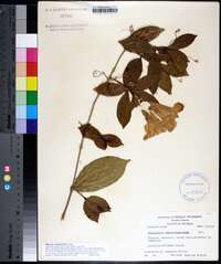 Bignonia callistegioides image