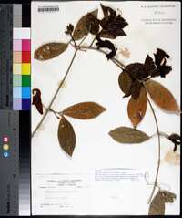 Bignonia callistegioides image