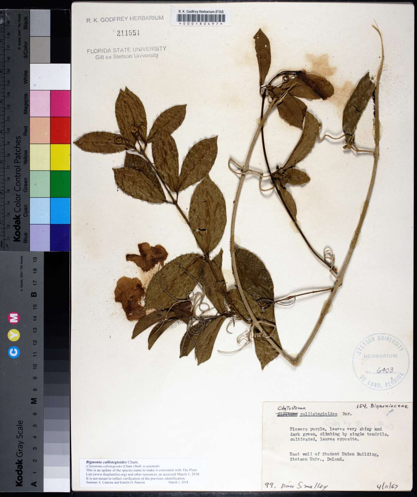 Bignonia callistegioides image