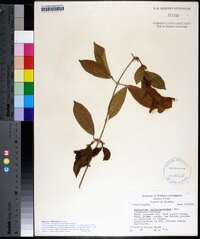 Bignonia callistegioides image