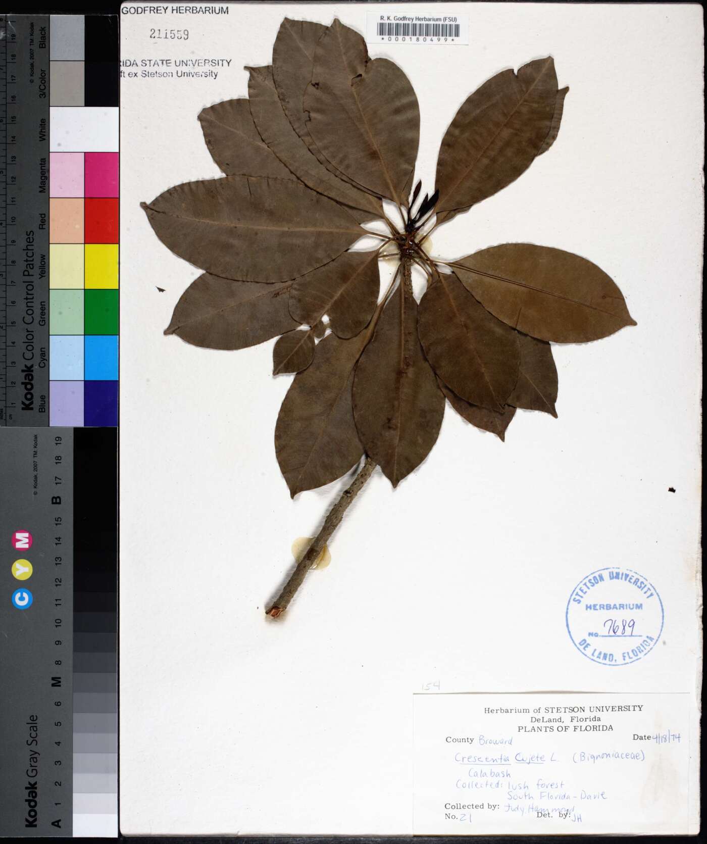 Crescentia cujete image