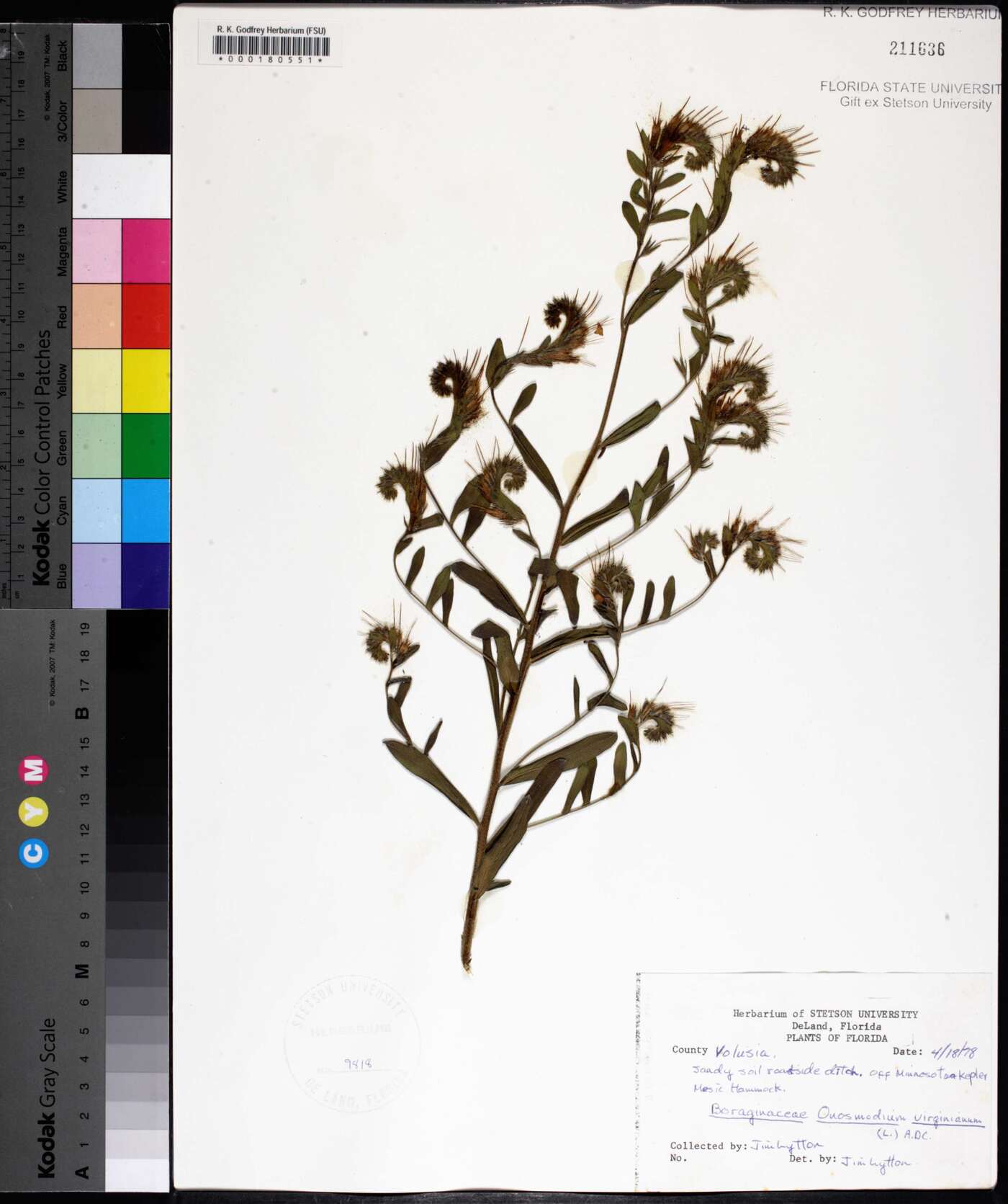 Onosmodium virginianum image