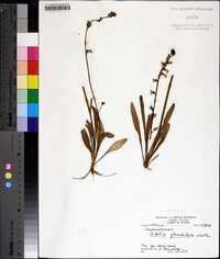 Lobelia glandulosa image