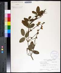 Desmodium rhombifolium image