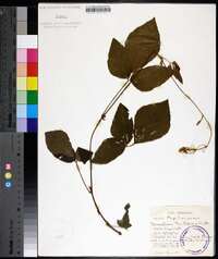 Desmodium triflorum image