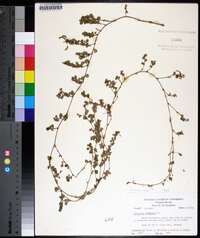 Desmodium triflorum image