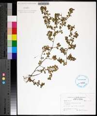 Desmodium triflorum image