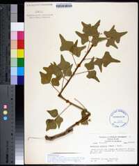 Erythrina herbacea image