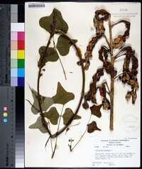 Erythrina herbacea image