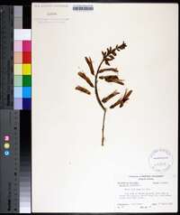 Erythrina herbacea image