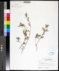 Indigofera miniata image