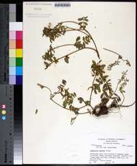 Indigofera miniata image