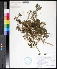 Indigofera spicata image