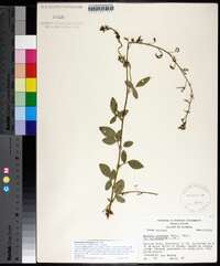 Desmodium tortuosum image