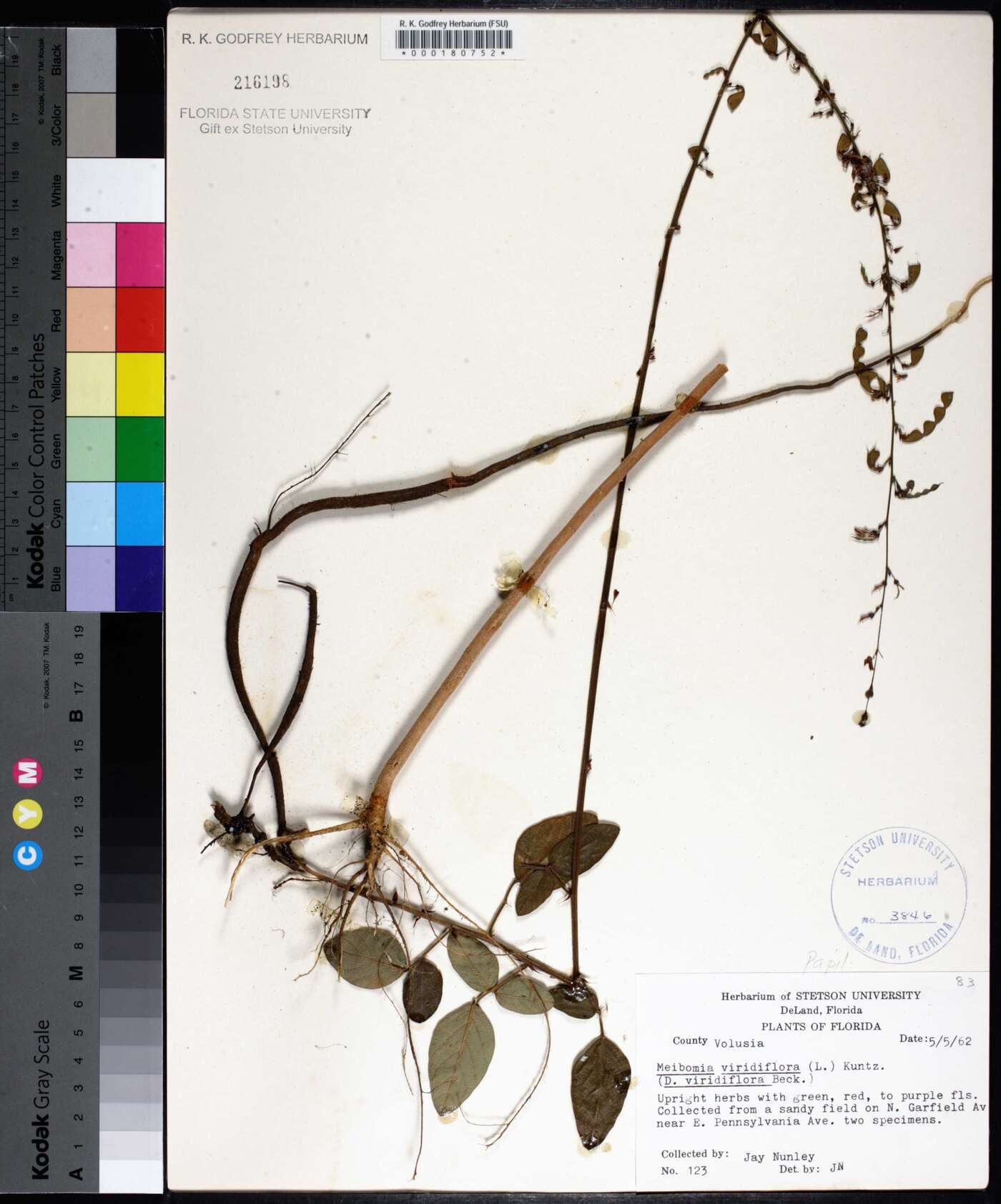 Desmodium nuttallii image