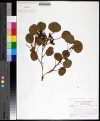 Rhynchosia reniformis image