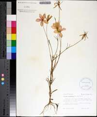 Sabatia grandiflora image