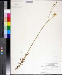 Sabatia grandiflora image