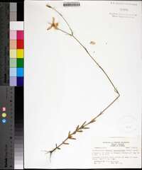 Sabatia grandiflora image