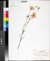 Sabatia grandiflora image