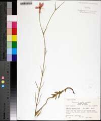 Sabatia grandiflora image