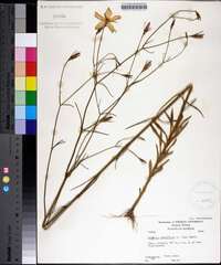 Sabatia grandiflora image