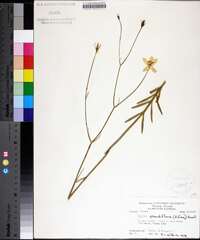 Sabatia grandiflora image