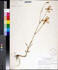 Sabatia grandiflora image