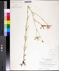 Sabatia grandiflora image