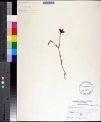 Sabatia campanulata image