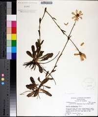 Sabatia gentianoides image