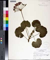 Pelargonium hortorum image