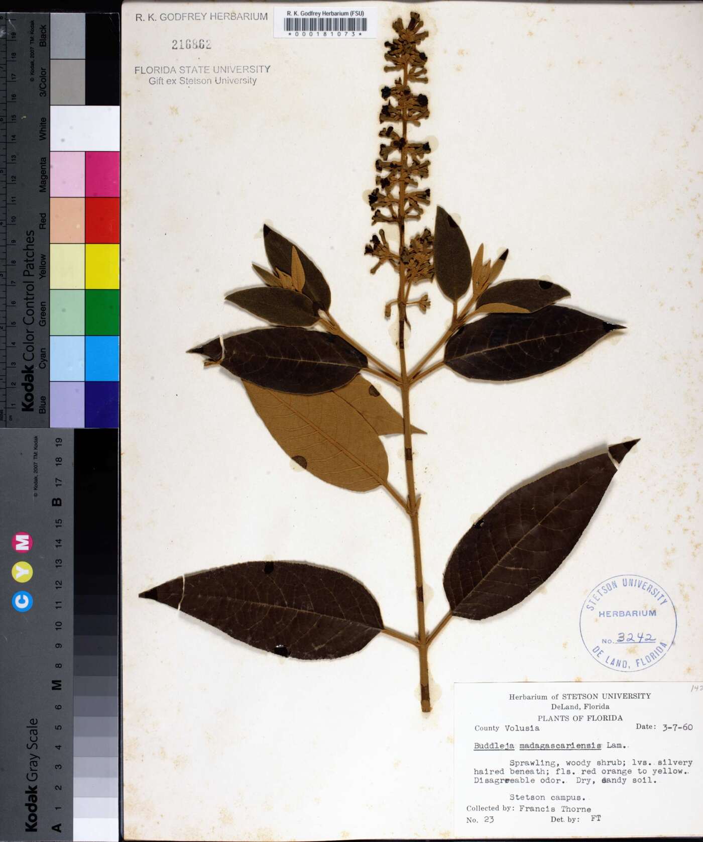 Buddleja madagascariensis image