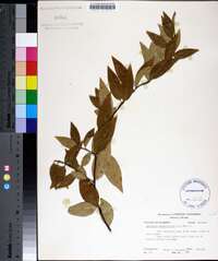 Gelsemium sempervirens image