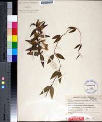 Gelsemium sempervirens image