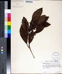 Illicium parviflorum image