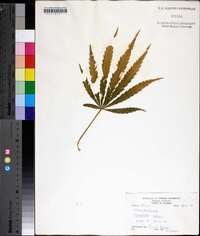 Cannabis sativa image