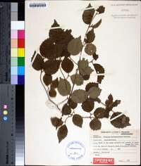 Viburnum rafinesqueanum image