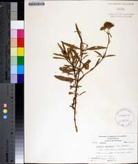 Flaveria floridana image
