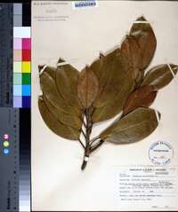 Magnolia grandiflora image