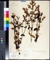 Eriogonum tomentosum image