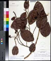 Coccoloba diversifolia image