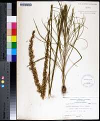 Liatris tenuifolia image