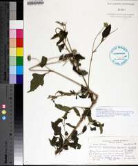 Melanthera nivea image