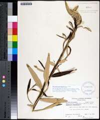 Pterocaulon pycnostachyum image